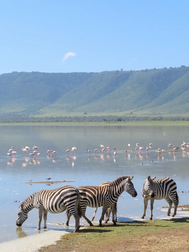 Zebra and flamingos