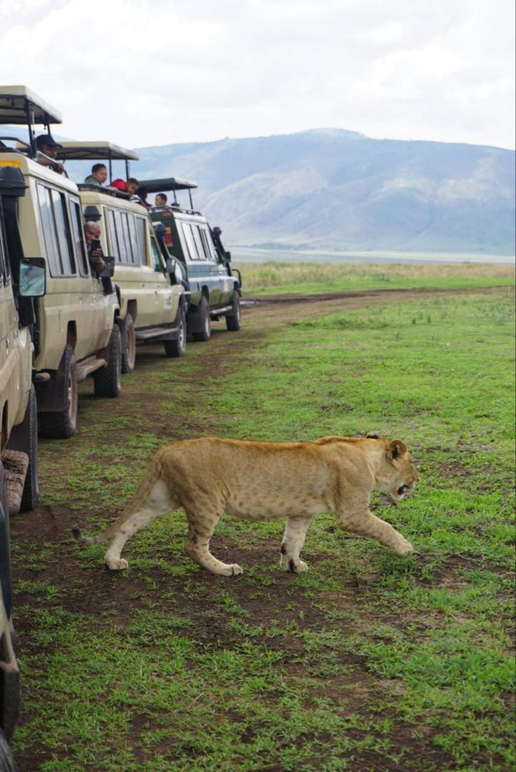 Ngorongoro Crater