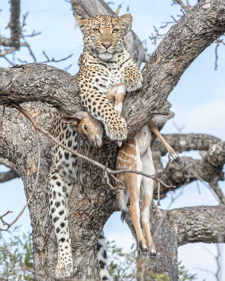Leopard in the Serengeti
