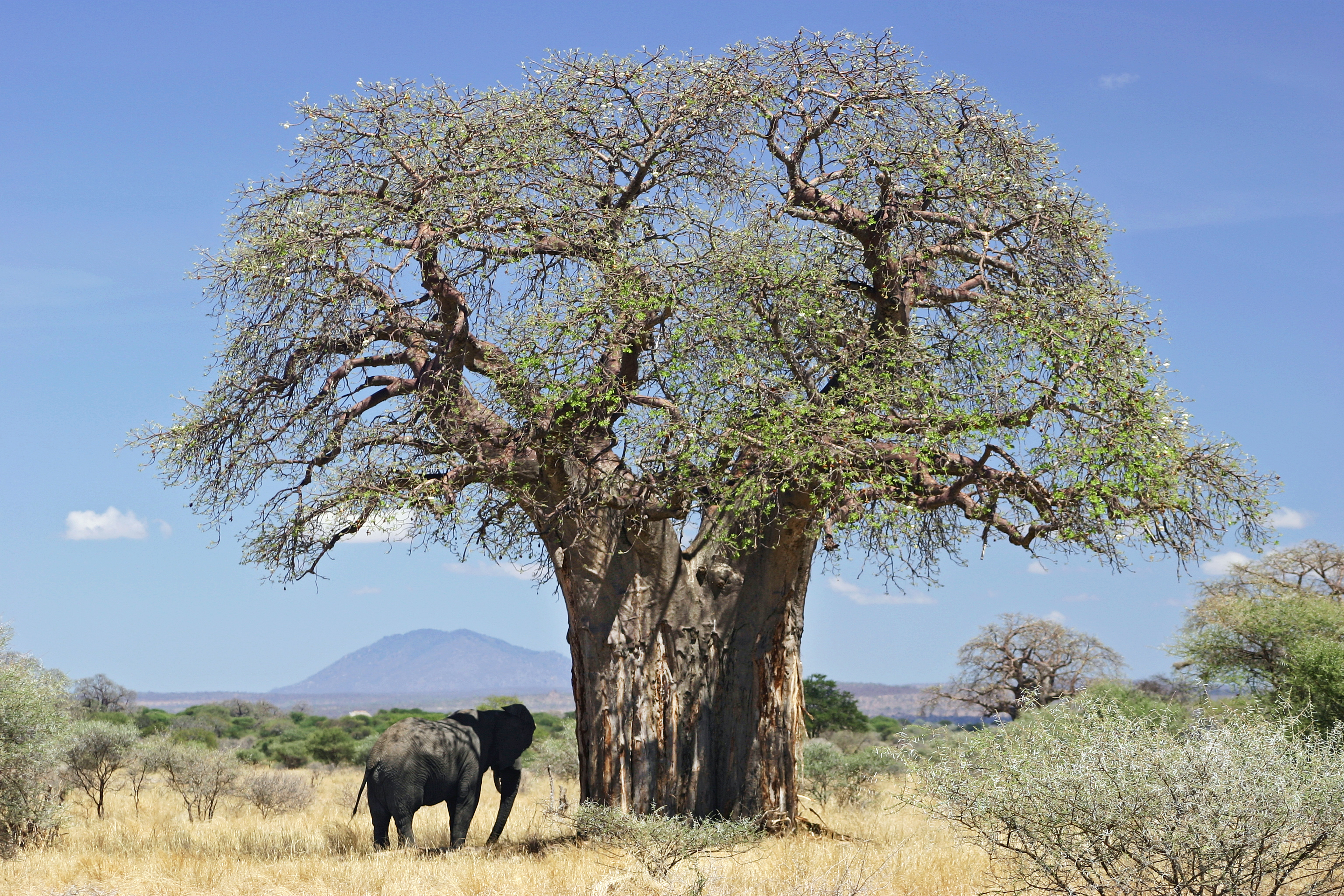 Baobab & Elephant
