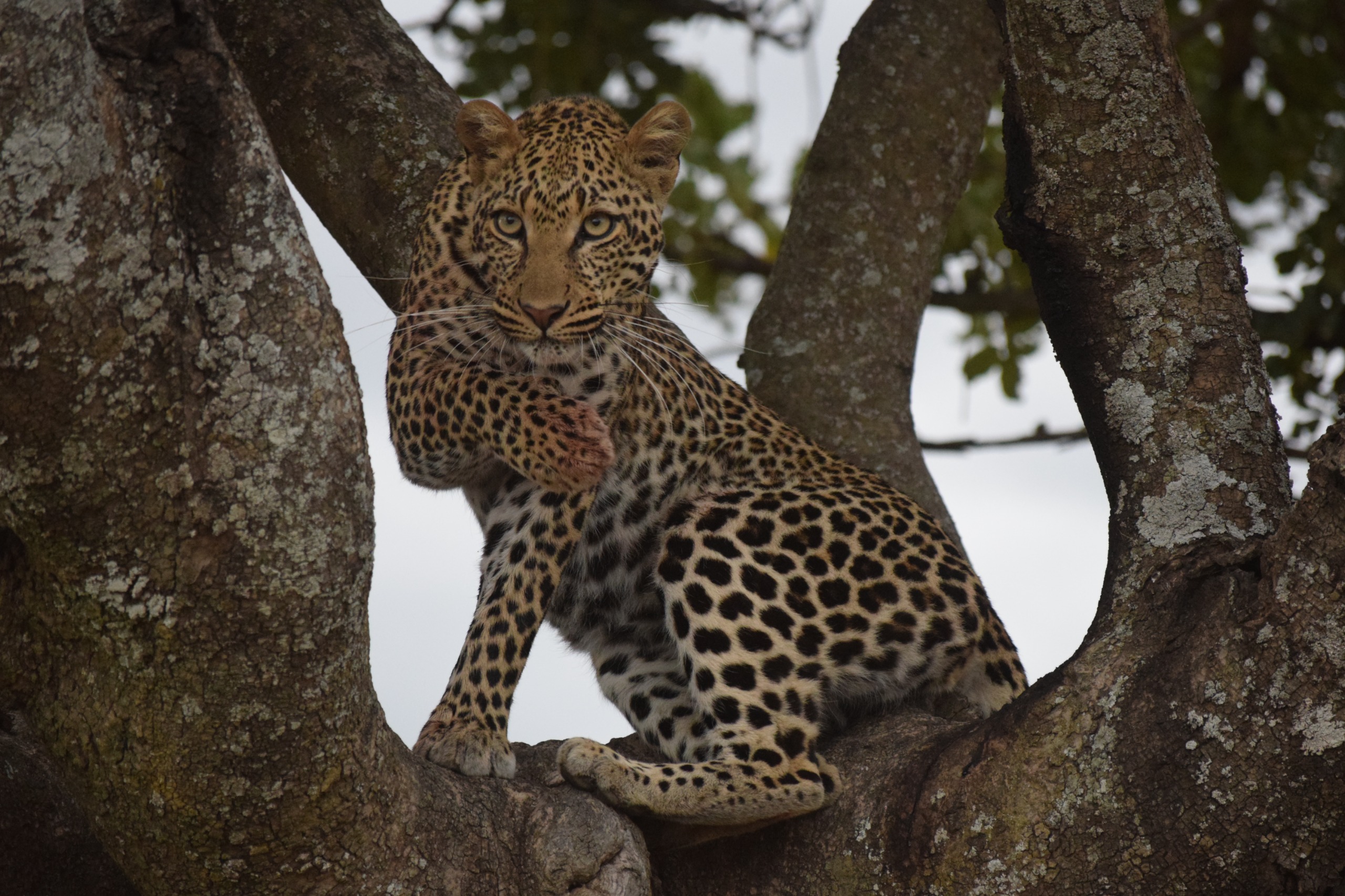 The Big 5 - Tanzania