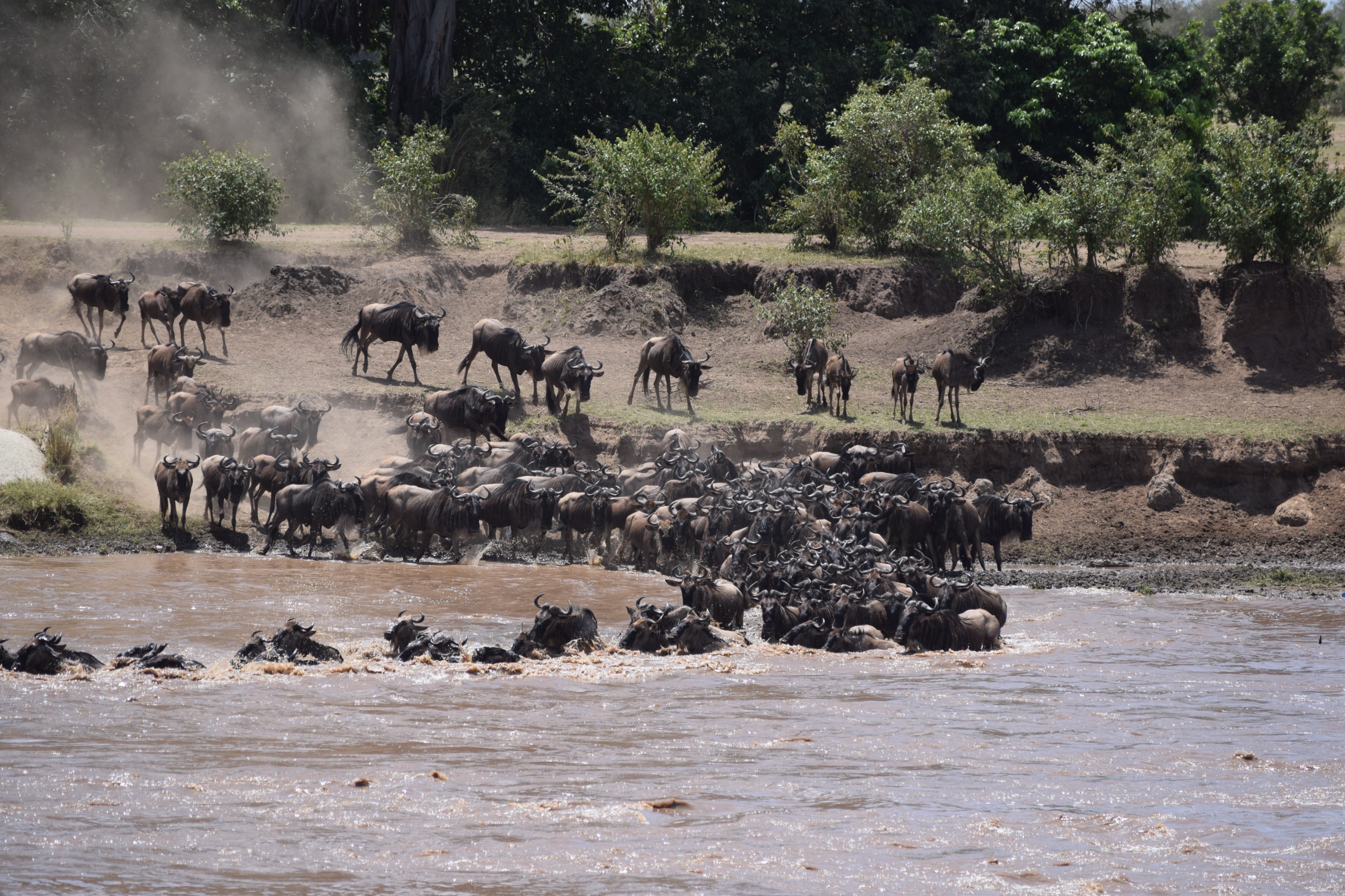 Great Wildebeest Migration