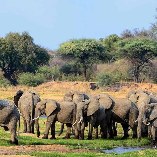 Ruaha national park