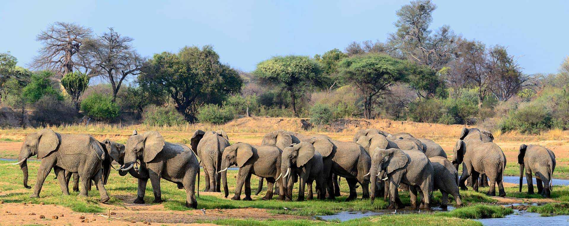 Ruaha national park