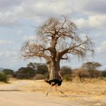 Tarangire National Park