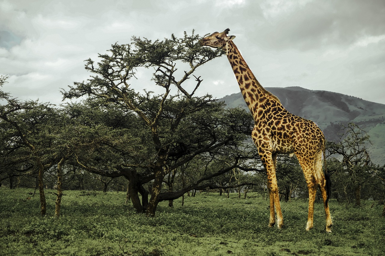 giraffe of serengeti