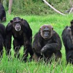 gombe national park