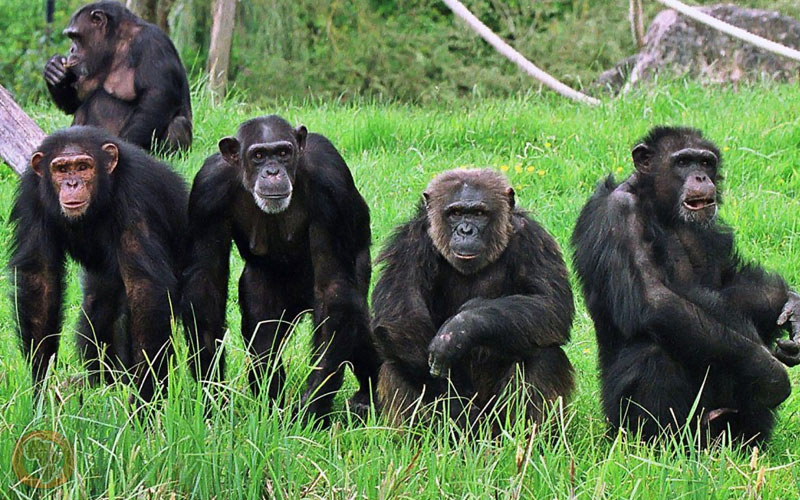 gombe national park