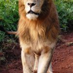 lion of ngorongoro