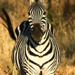 zebra of serengeti