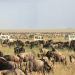 The Ultimate Serengeti Safari Guide What to Expect and How to Prepare