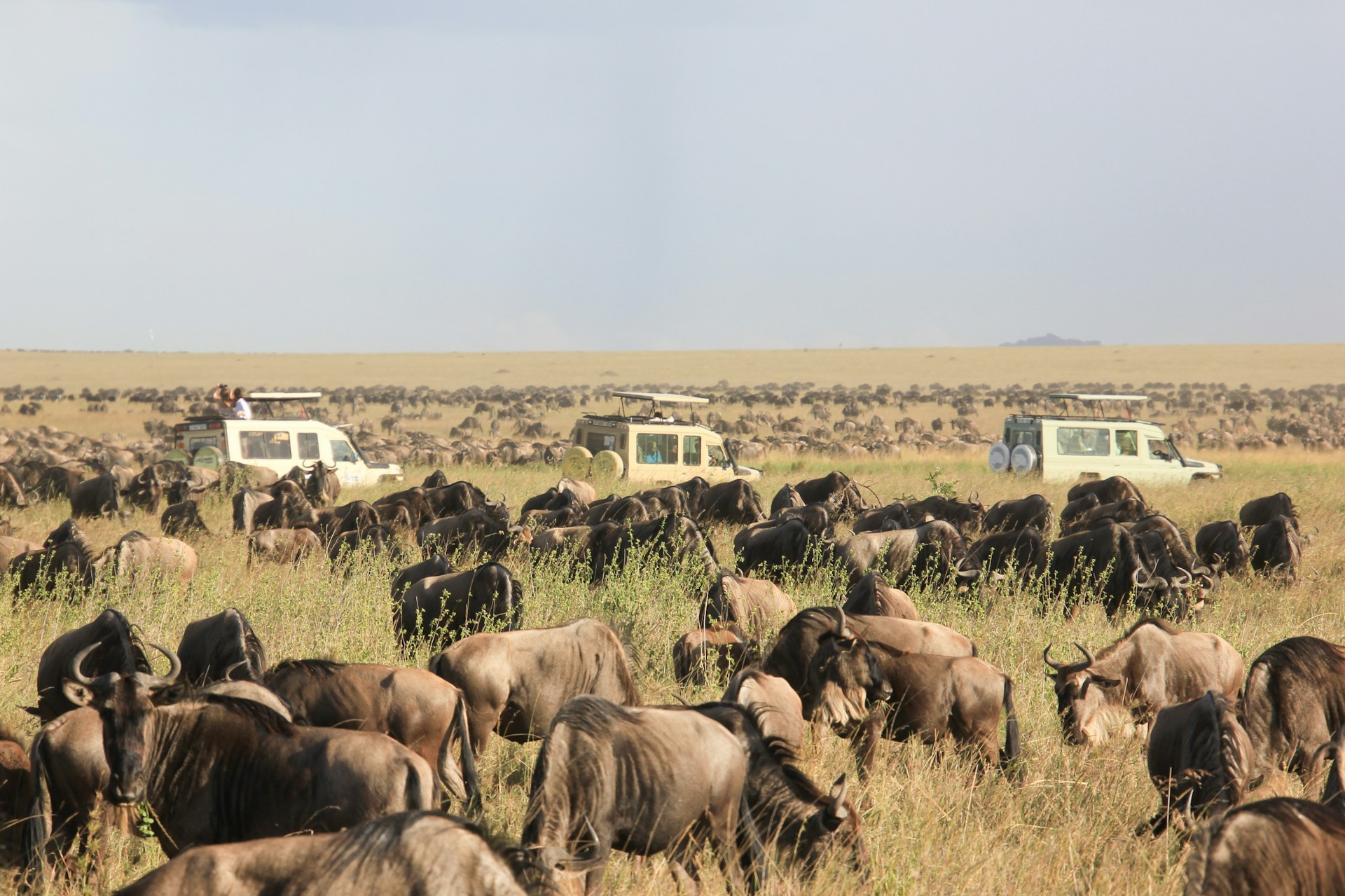 The Ultimate Serengeti Safari Guide What to Expect and How to Prepare